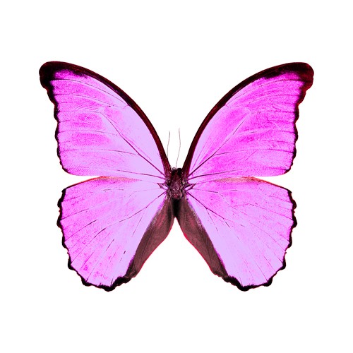 Borboleta Rosa Para T Shirt E Camisetas Vetorpsd 9254